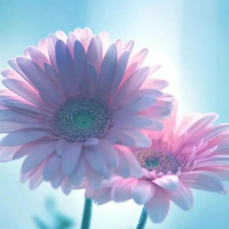 Batumi Apartment Gerbera Georgia