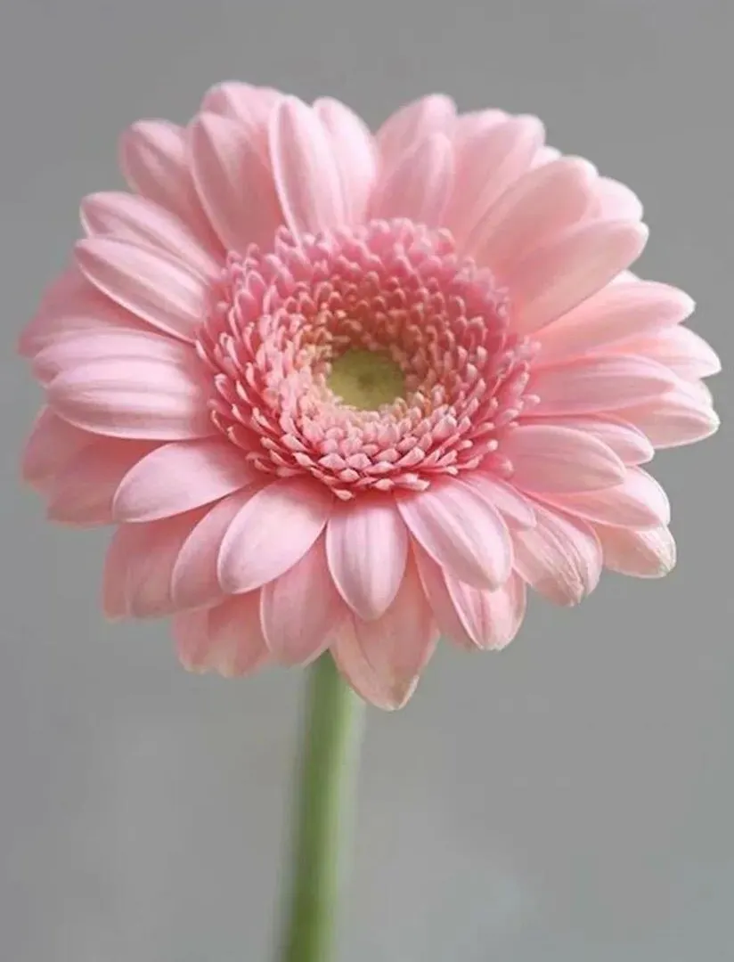 Batumi Apartment Gerbera